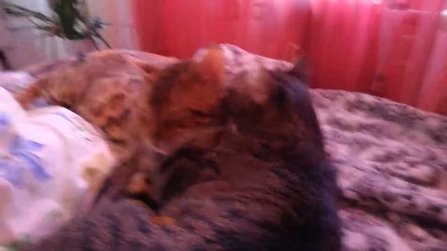 Коты вылизываются и кайфуют
