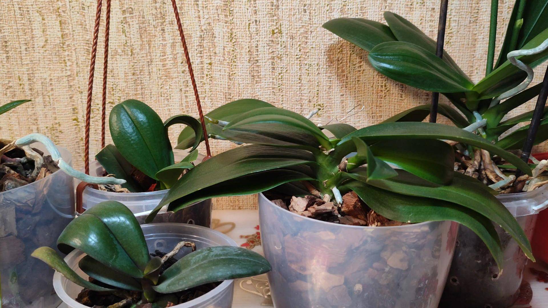 Отделение и посадка деток орхидеи