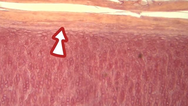 Разбор гистологического препарата: Эластический хрящ. Г.Орсеин