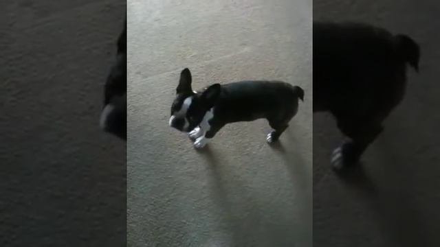 Winnie Chases His Tail