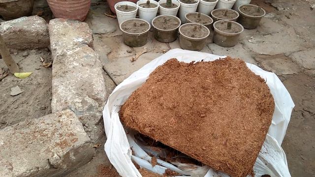 How To Make Make Coco Peat At Home / What Is Coco Peat / How To Use Coco Peat / Coco Peat Benefits