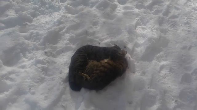 Бой кошек
