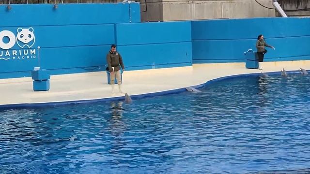 Espectáculo de delfines en el Zoo de Madrid - Vídeo completo