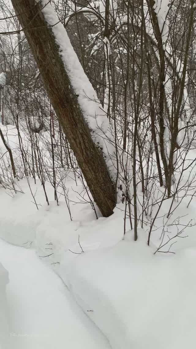 Зимняя речка в лесу.