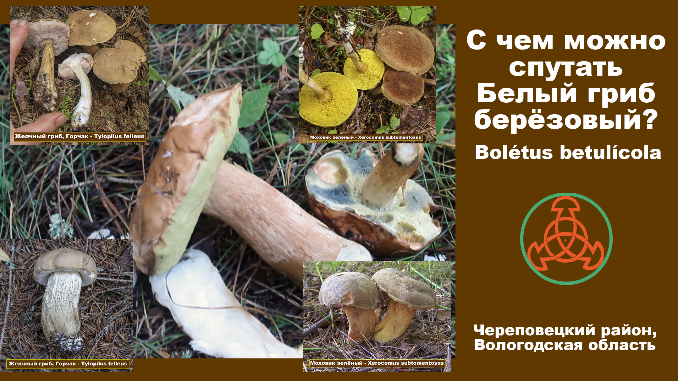 С чем можно спутать Белый гриб берёзовый  (Boletus betulicola)?