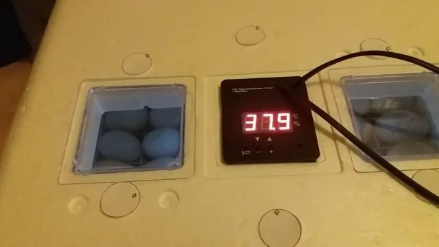 Овоскопирование индоутиных яиц на 6-й день инкубации