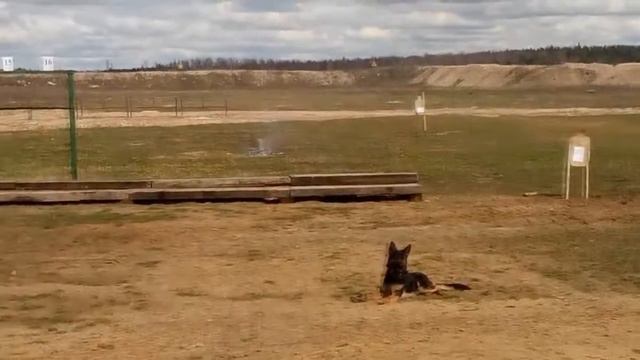 the attack dogs of the AK 74/обстрел собаки из АК 74