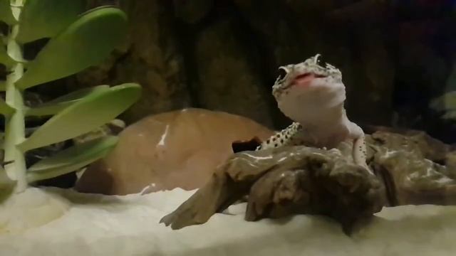 Hunter