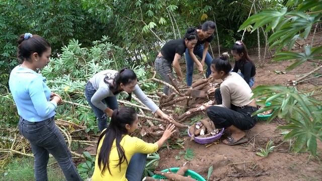 Harvest cassava and cooking recipe in my village - Amazing cooking