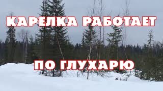 Карелка работает по глухарю.mp4