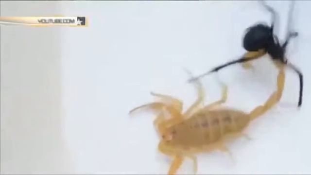 Енот Рулит #6 - Кто кого Черная вдова или желтый скорпион