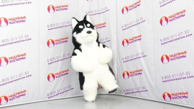 Лучший костюм для аниматора - ХАСКИ