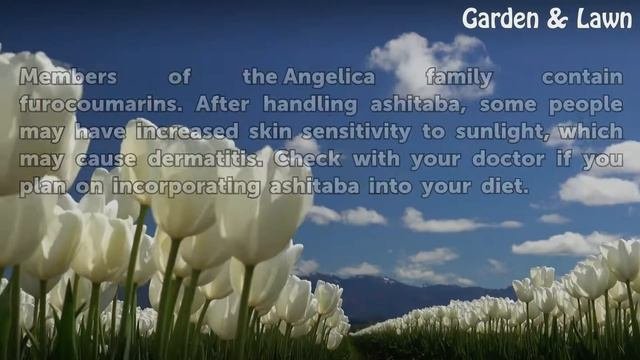 How To Grow Ashitaba