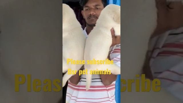 Lab male female sale dogs pets viral telugu cute 9398046736
