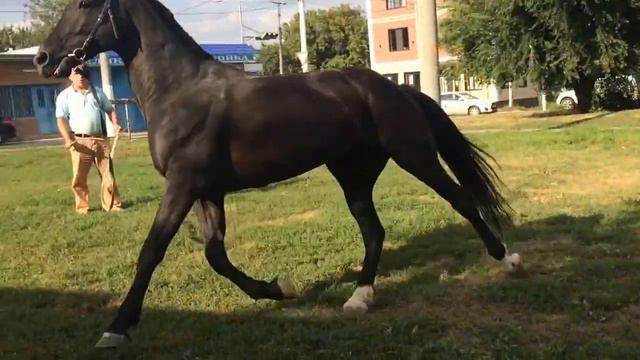 Орловский рысистый жеребец кличка Припас