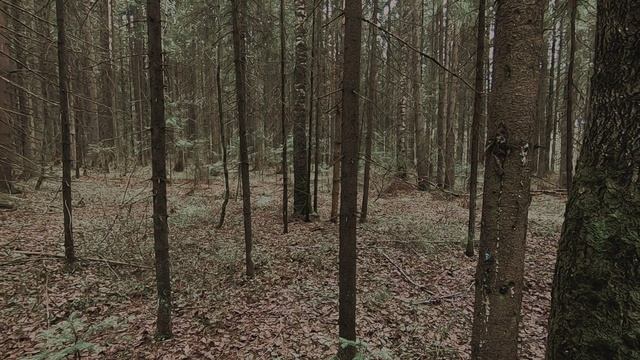 новожилово -3.3