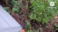 MOVING an Established Perennial Garden to a NEW HOME - Garden Landscaping - Garden Transplanting