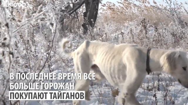 Тайган   древнейшая порода собак