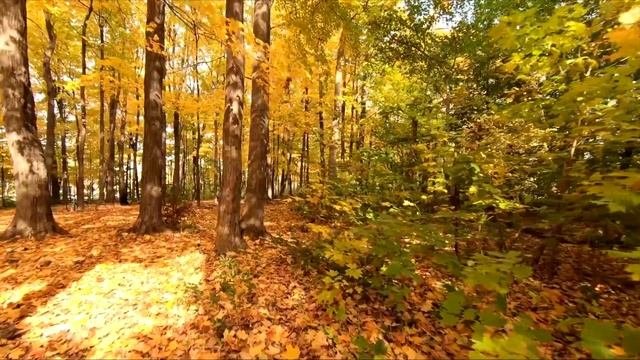 ПОСМОТРИ !! ДЕНЕЖНОЕ ДЕРЕВО  МОЖЕТ ПРЕДСТАВЛЯТЬ РЕАЛЬНУЮ УГРОЗУ ДЛЯ ЗДОРОВЬЯ