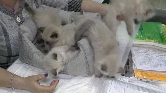 Поиск невест для кота.