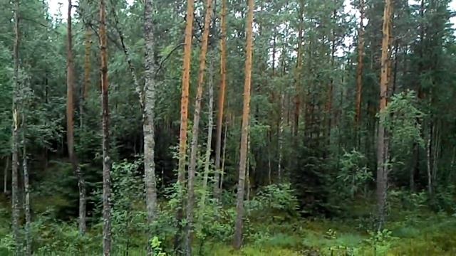 Лес. Питер