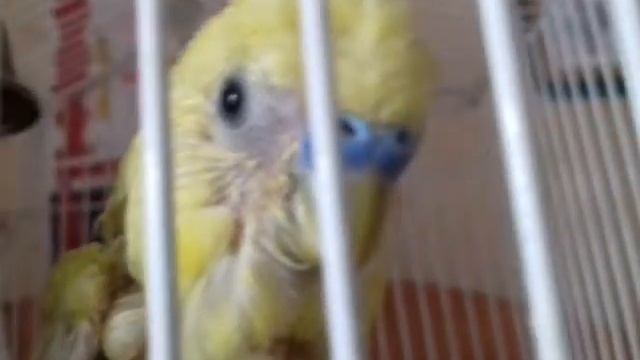 Обзор на моего попугайчика. (читать описание.)