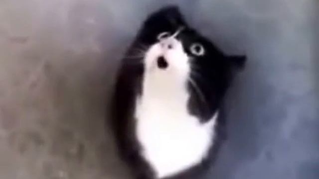 КОТ КОТОРЫЙ УМЕЕТ ГОВОРИТЬ