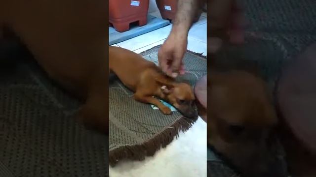 Бешеная собака