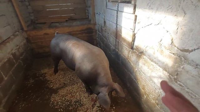 Такого гостя я точно не ждал)) у меня аж руки трясутся!! Виталий Зеленый у меня в гостях))