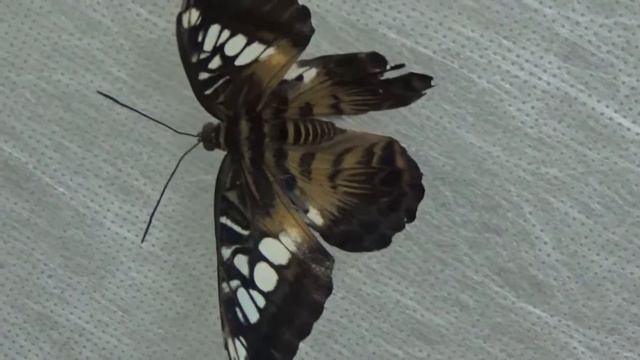 ВЛОГ! Тропические бабочки! The VLOG! Tropical butterflies!