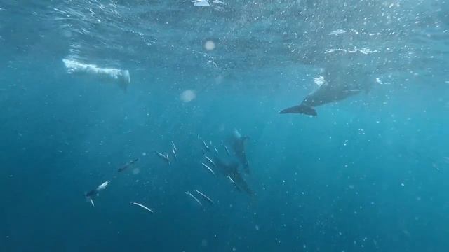 Relax music   dolphins