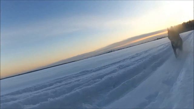 Невский лесопарк 4.12.2016