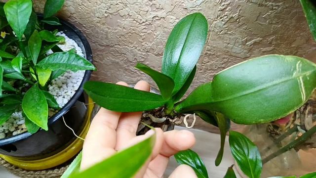 орхидея нарастит корни щёткой после такого полива