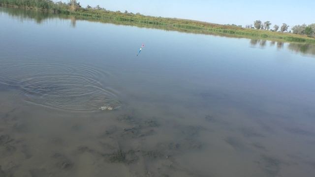 Сазан, карась и проч.