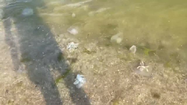 20.07.2021 МЕДУЗЫ!Урзуф!Море как желе.