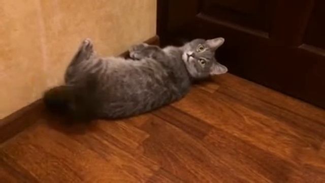 Кот валяется на полу