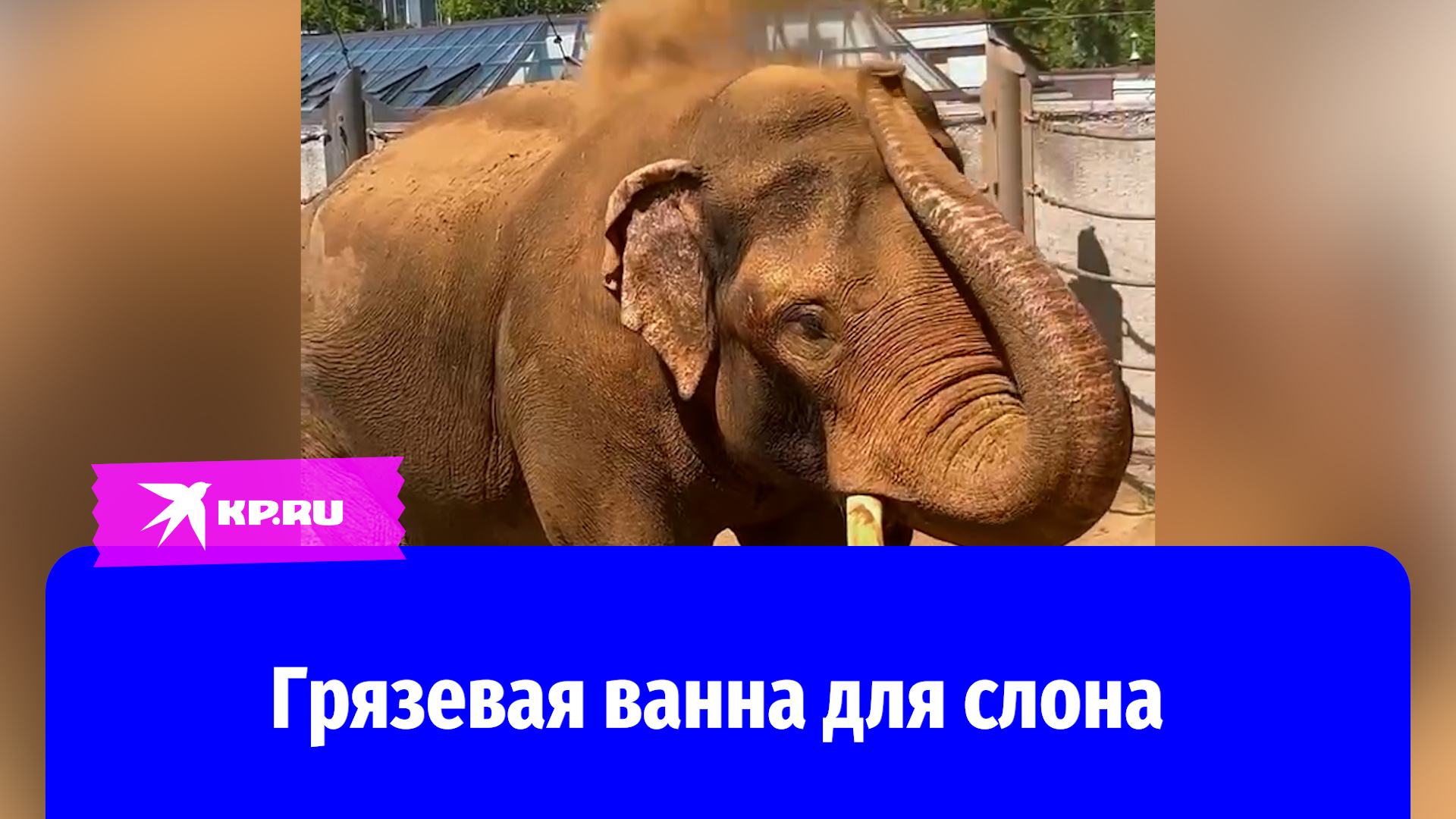 Слон из московского зоопарка принимает грязевые ванны