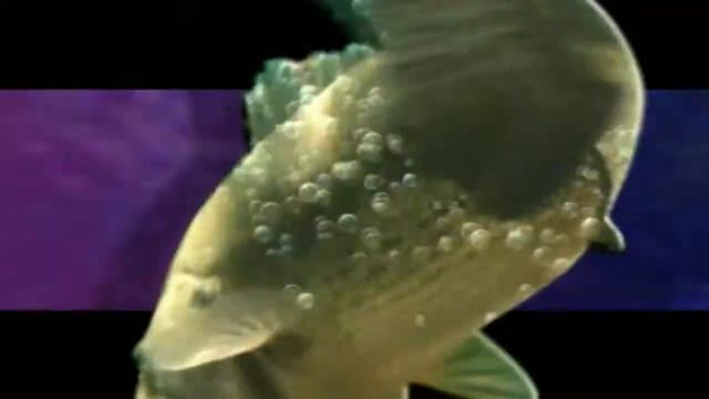 Championship Bass PSX Intro