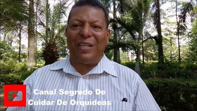 Descubra Os 7 Passos De Como Cultivar De Orquídeas Em Troncos