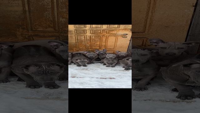 Щенки тайского риджбека