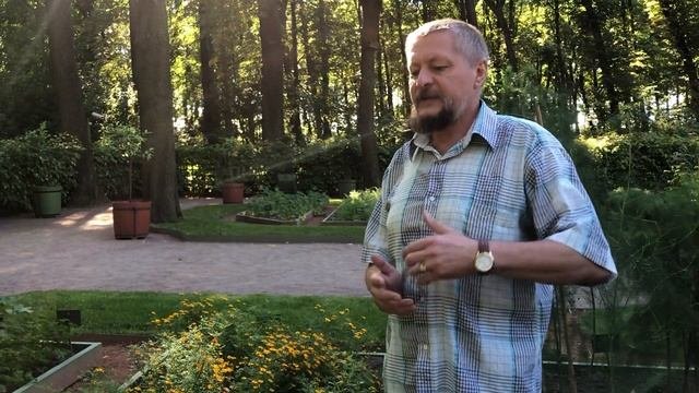 Летний сад. Красный сад. Тагетес тонколистный