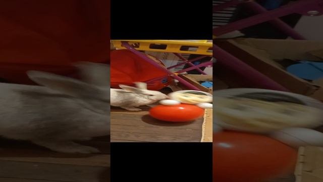 кролик играет