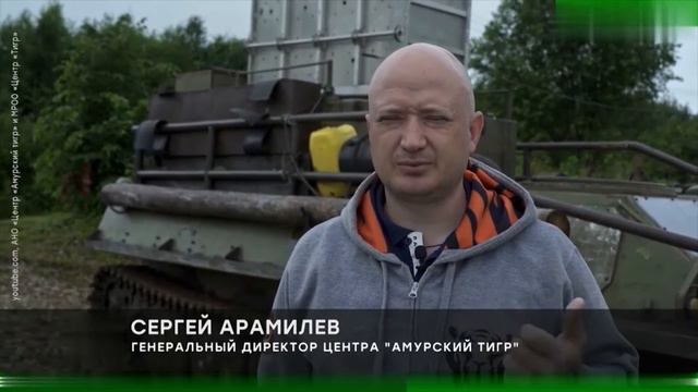 Амурский тигр
