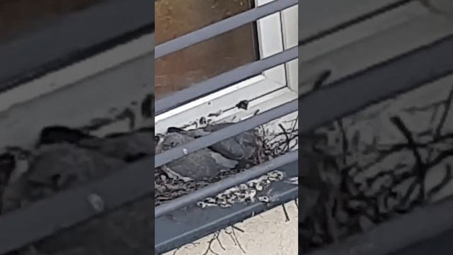 удивительное соседство