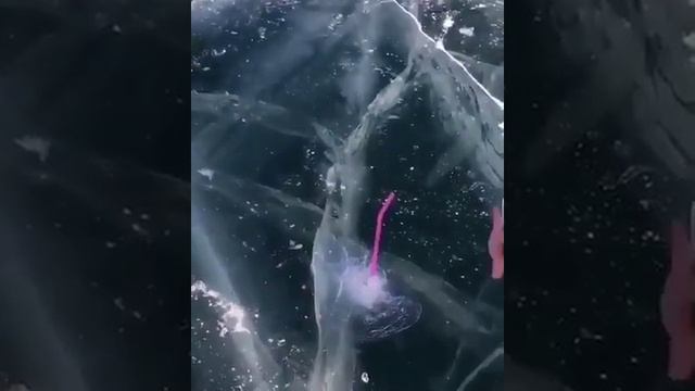 ?????