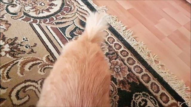 Рыжий кот Барсик опять играет с мешочком и ковром