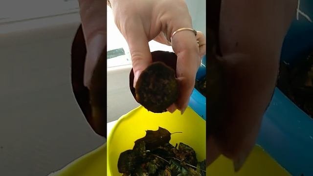 ваууу грибочки