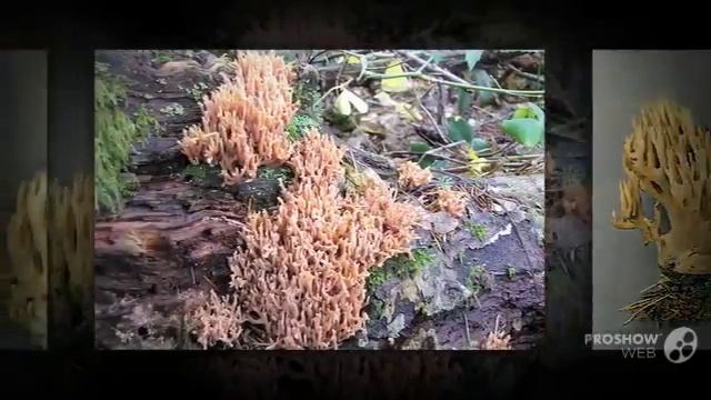 Lentoramaria - fungi kingdom