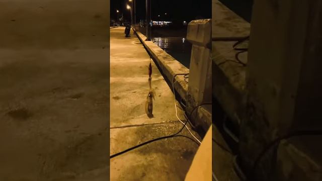 Рыбалка на кальмара ночью