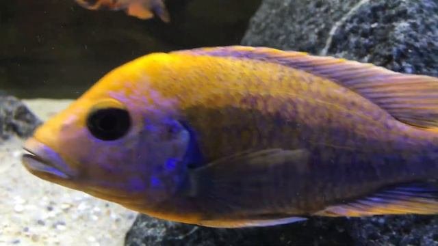 Scianochromis Orange Lagoon